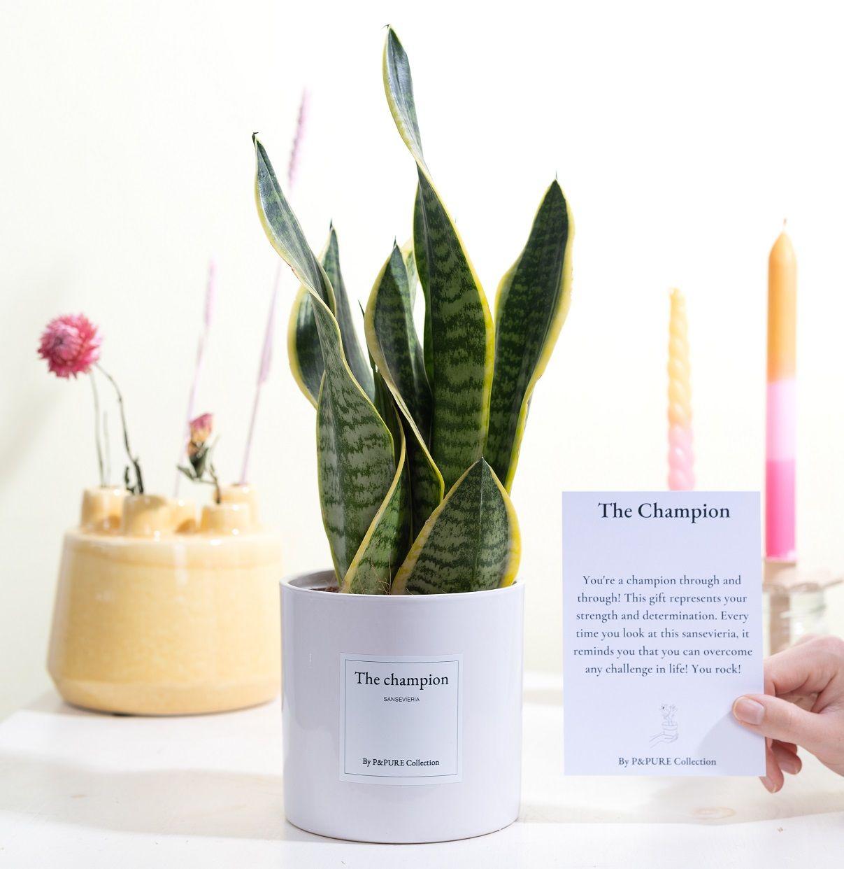 Sansevieria Gift "The Champion" WITH GREETING CARD! - Ø12cm - ↕30cm 