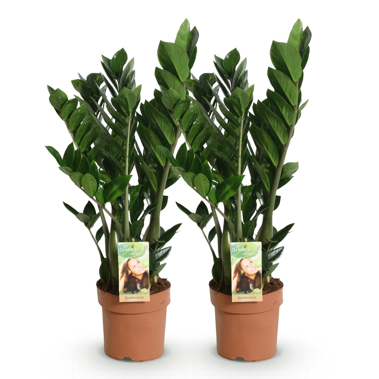 Green boutiQ - Zimmerpflanzen - Zamioculcas - ZZ-Pflanze - Wenig Pflege - Grün - 2 Pflanzen - Topf 17cm - Höhe 65-75cm 