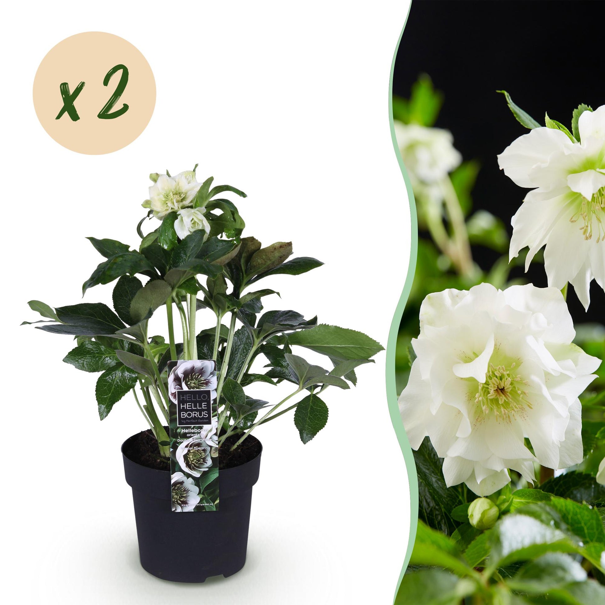 GreenboutiQ - Gartenpflanze - Lenzrose - Helleborus orientalis Double Ellen White - Weiße Blüte - 2 Pflanzen - Immergrün - Topf 14cm Höhe 35cm 