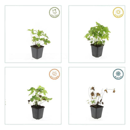 Geranium nodosum – 48 Pflanzen – ↕10-25cm – Ø9cm – Bodendecker – Tiefpurpurne Blüten – Winterhart – Pflegeleicht – Schattengarten & Waldgarten