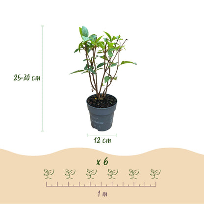 Green boutiQ - Gartenpflanze - Hydrangea panniculata Living Pink & Rose - Bauernhortensie - Winterhart - Rosa - 3 Pflanzen - Topf 12cm - Höhe 20-30cm 