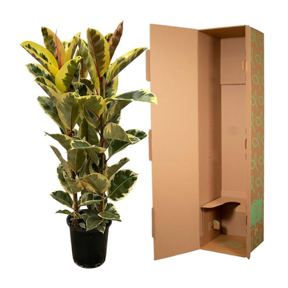 Ficus Elastica 'Tineke' – Gummibaum – Zimmerpflanze – Ø28cm – Höhe ca. 160cm – Großblättrige, pflegeleichte Pflanze – Für helle Innenräume & Büros 