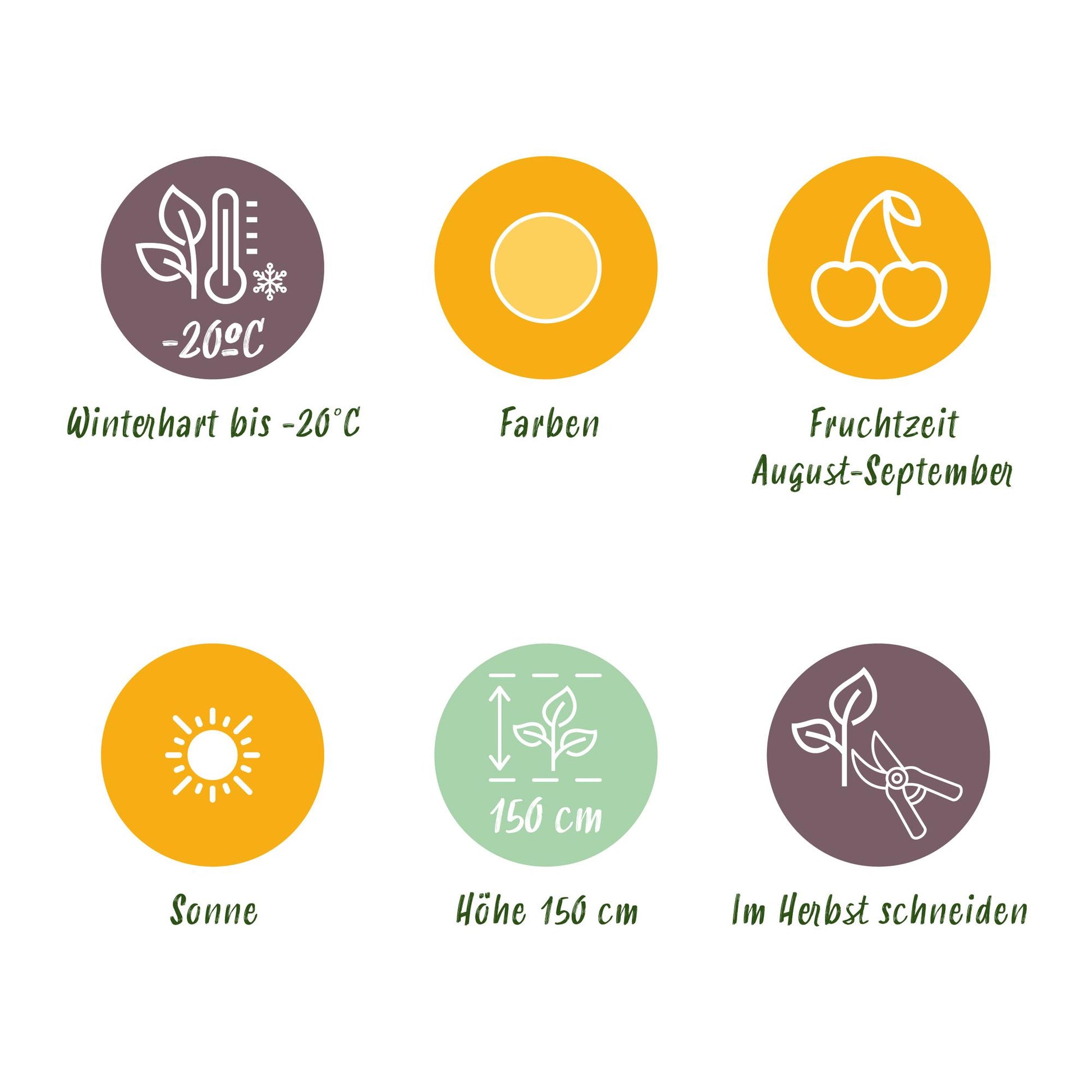 GreenboutiQ - Obstpflanzen - Himbeere - Rubus idaeus Fallgold - Winterhart - 6 Pflanzen - Topf 9 cm - Gelbe Himbeere 