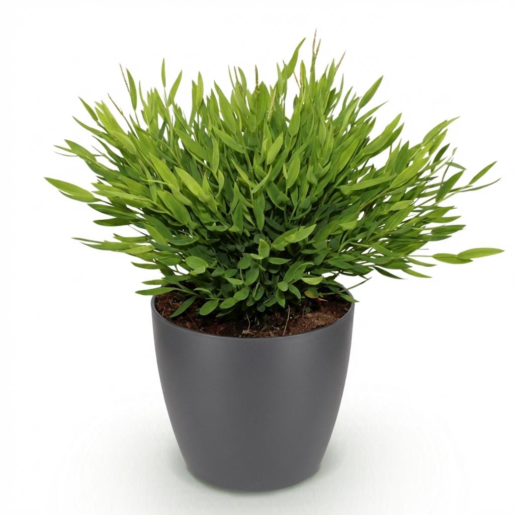 Green boutiQ - Zimmerpflanze - Bamusa Pogonatherum Monica - Bambusgras - Haustierfreundliche Pflanze - Grün - 1 Pflanze - mit Potter Grau - Topf 12cm - Höhe 20cm 
