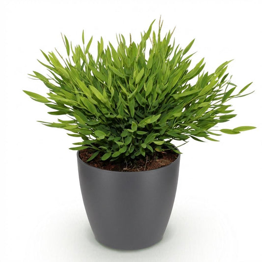 Green boutiQ - Zimmerpflanze - Bamusa Pogonatherum Monica - Bambusgras - Haustierfreundliche Pflanze - Grün - 1 Pflanze - mit Potter Grau - Topf 12cm - Höhe 20cm 