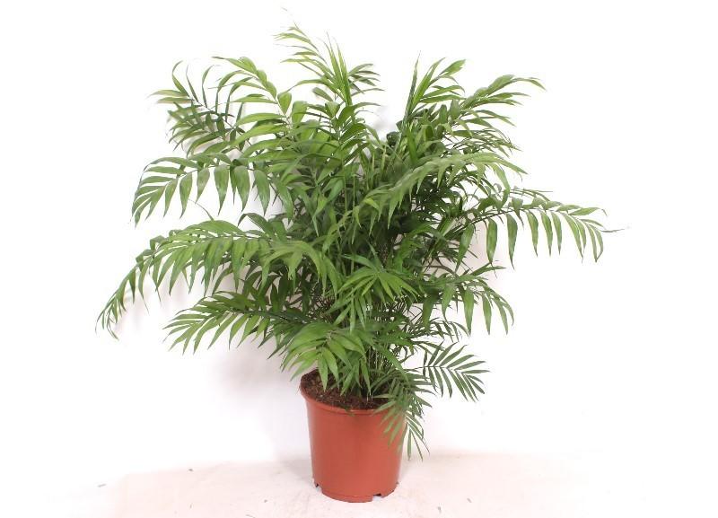 Chamaedorea Elegans – 100cm – Ø24cm – Elegante Zimmerpalme mit feinen Blättern – Pflegeleichte Indoor-Palme für Wohnzimmer, Büro & moderne Innenräume – Luftreinigend & dekorativ 