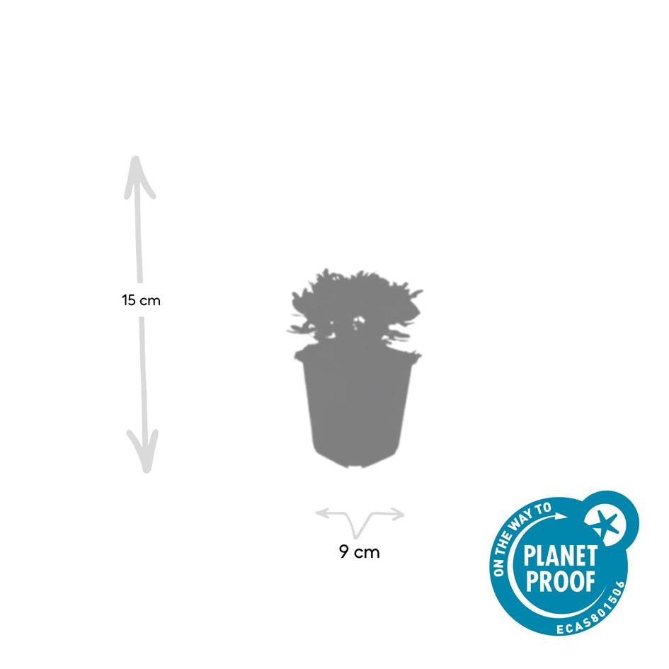 Fingerstrauch Potentilla tridentata 'Nuuk' – ↕10-25cm – Ø9cm – 60 Pflanzen – Immergrün – Weiße Sommerblüten – Winterharter Bodendecker