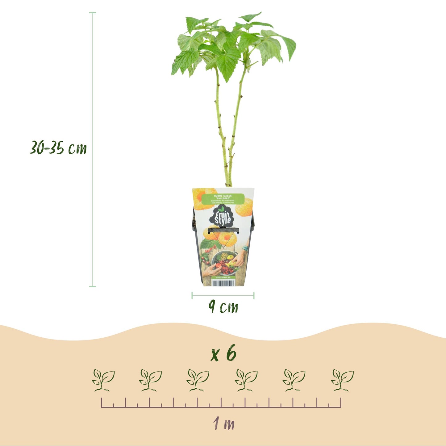 Obstpflanzen Set winterhart 3 Pflanzen Ø9cm Höhe30cm – Rote Johannisbeere Gelbe Himbeere Schwarze Brombeere – Ideal für Garten Beet Balkon & Terrasse 