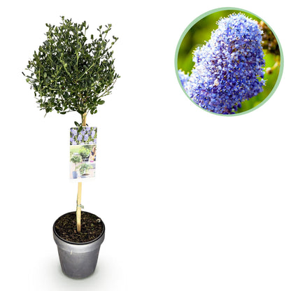 Säckelblume Ceanothus impressus Victoria Ø19cm Höhe90cm – Immergrüne Terrassenpflanze mit lila Blüten – Winterharter Zierstrauch für Balkon & Garten 
