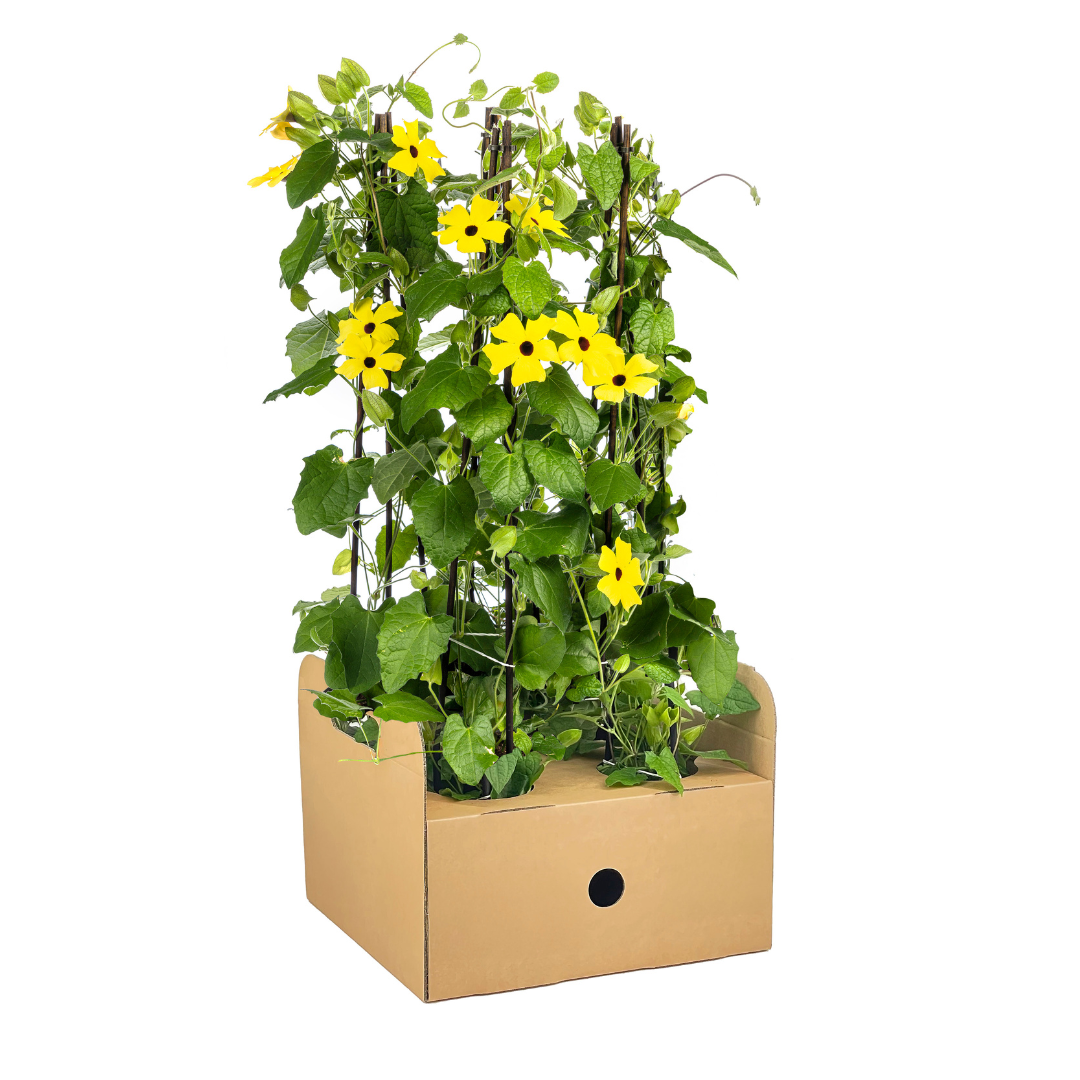 Schwarzäugige Susanne - Thunbergia alata Sunny Susy Yellow - Ø13 cm - ↕60 cm