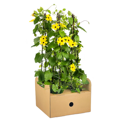 Schwarzäugige Susanne - Thunbergia alata Sunny Susy Yellow - Ø13 cm - ↕60 cm
