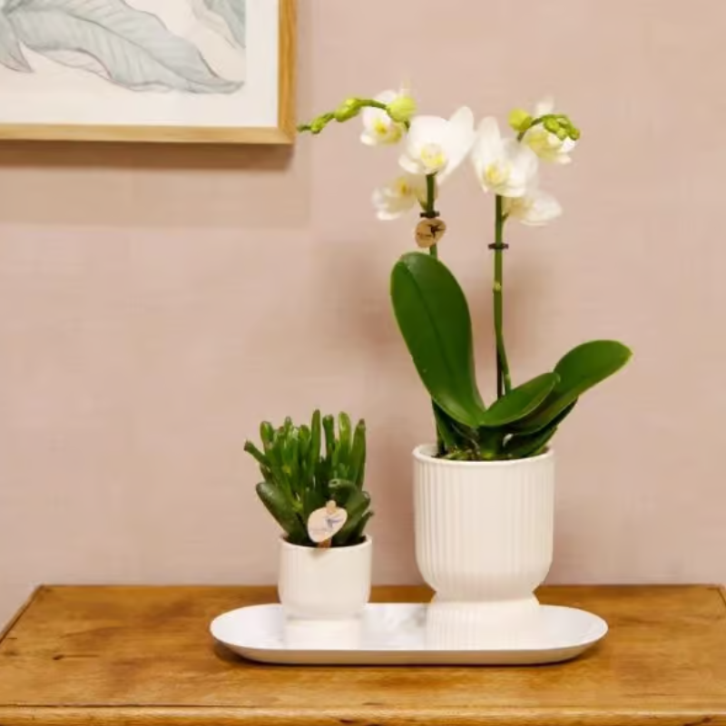 Kolibri Orchids | Geschenkset Diabolo White Small | Weiße Amabilis Orchidee 9cm + Grünpflanze inkl. weiße Übertöpfe & ovales Tablett 