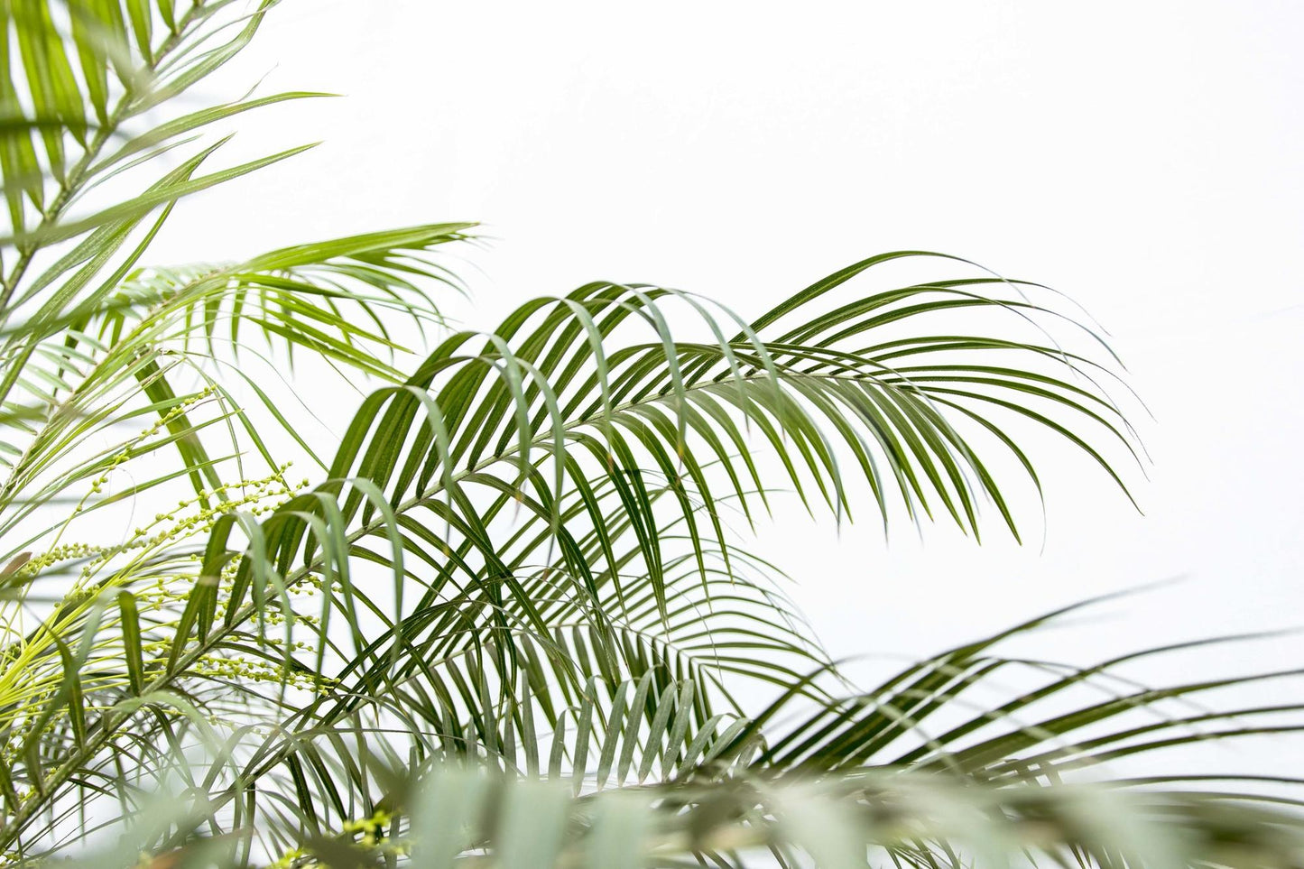 Phoenix Roebelenii auf Stiel - 190cm - 200cm 