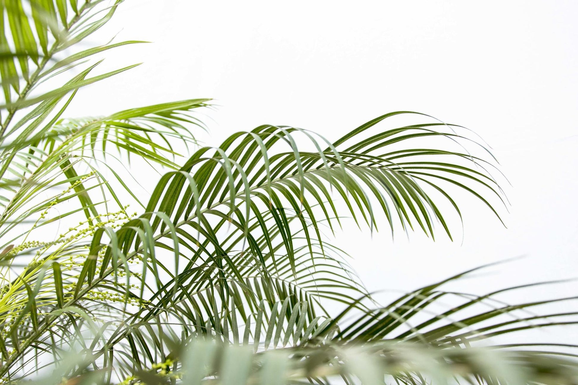 Phoenix Roebelenii auf Stiel - 190cm - 200cm 