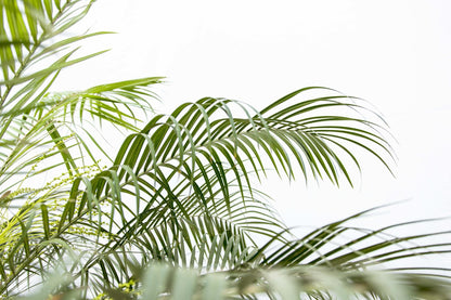 Phoenix Roebelenii auf Stiel - 190cm - 200cm 