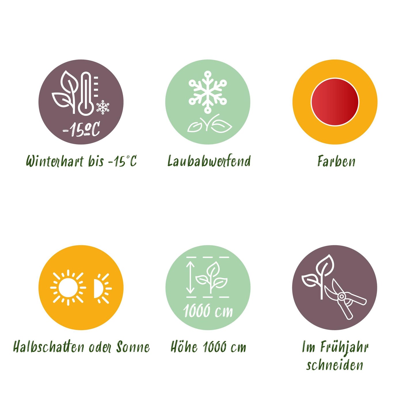 GreenboutiQ - Gartenpflanze - Cercidiphyllum japonicum - Grün 3 Pflanzen - Laubabwerfend - Wenig Pflege - Topf 12cm Höhe 35cm 