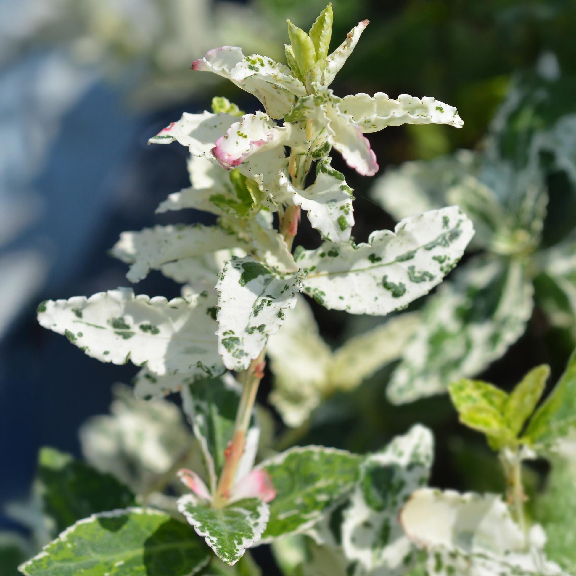 Euonymus fortunei ‘Harlequin’ – Immergrüne Stamm-Pflanze – Terrassen- & Gartenpflanze – pflegeleicht & kompakt – Topf Ø19cm – Höhe ca. 90cm 