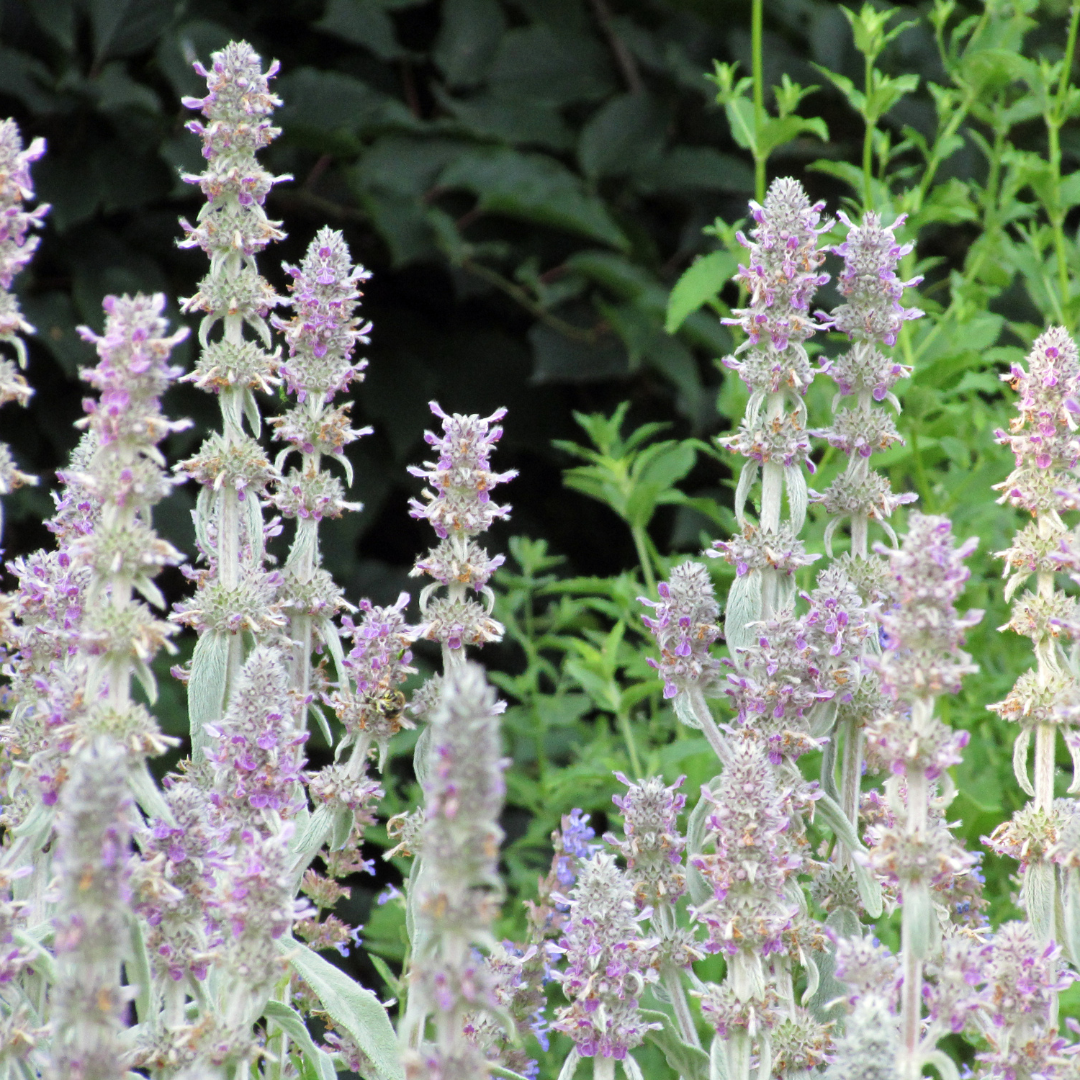 Stachys byzantina Silver Carpet – 48 Pflanzen – Ø9cm – Höhe 10-25cm – Winterharte Bodendecker Staude – Silberlaub – Trockenheitsresistent für Beet & Steingarten - Oasis of Life