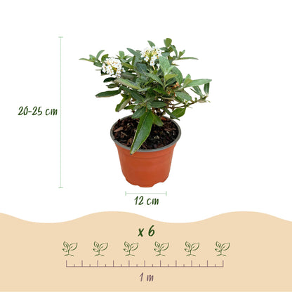 Green boutiQ - Gartenpflanze - Buddleja davidii Butterfly Candy Little White - Schmetterlingsstrauch - Kompakt - Weiß - 1 Pflanze - Topf 12cm - Höhe 20-25cm 