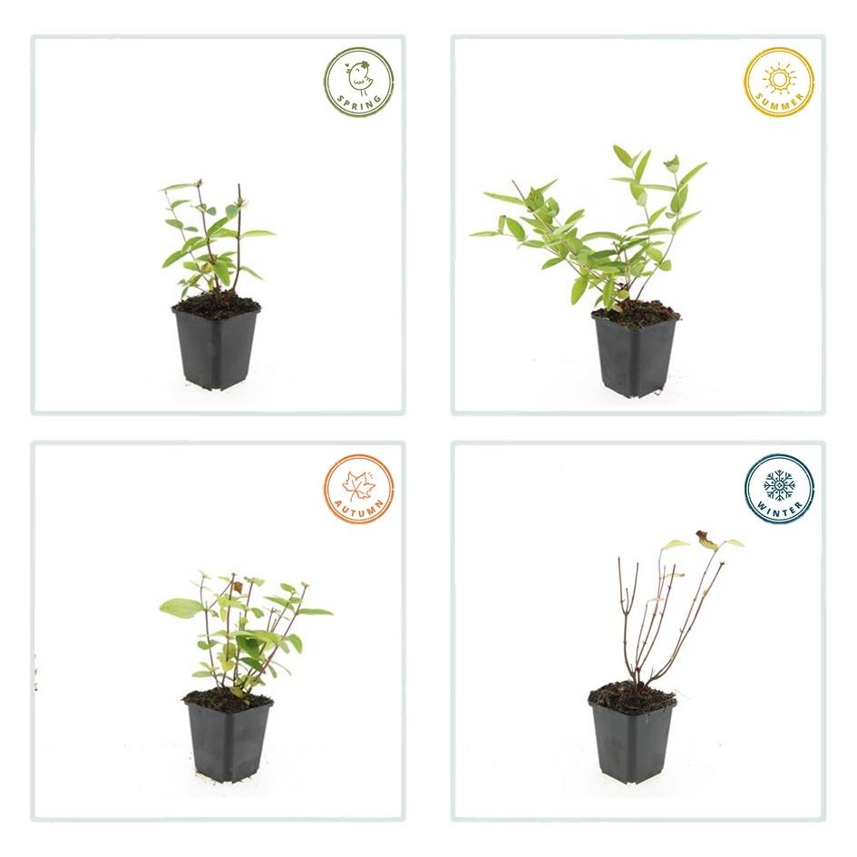 Johanniskraut Hypericum inodorum 'Annebel' – ↕10-25cm – Ø9cm – 20 Pflanzen – Winterharter Strauch mit leuchtend gelben Blüten