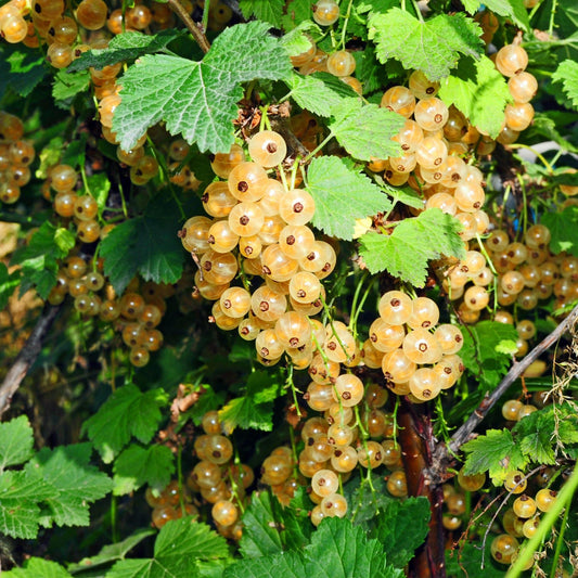 Green boutiQ - Fruit Plant - Ribes rubrum Witte Parel - Berry Plant - Hardy - White Currant - 2 Plants - Pot 15cm - Height 50cm 