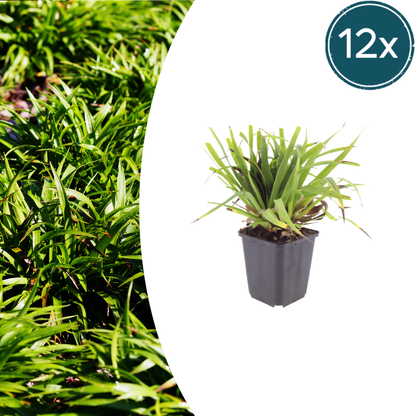 Luzula sylvatica Wald-Hainsimse – 12 Pflanzen Ø9cm – Höhe10-25cm – Immergrüner Bodendecker für Schatten & Unterpflanzung – Winterhart pflegeleicht – Robuste Gartenstaude