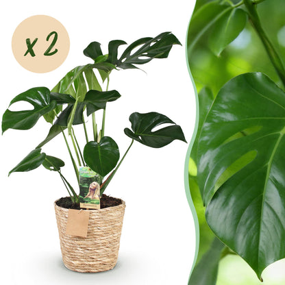 Green boutiQ - Zimmerpflanzen - Monstera Deliciosa - Fensterblatt - Pflegeleicht - mit Korb - Grün - 2 Pflanzen - Topf 17cm - Höhe 50-55cm 
