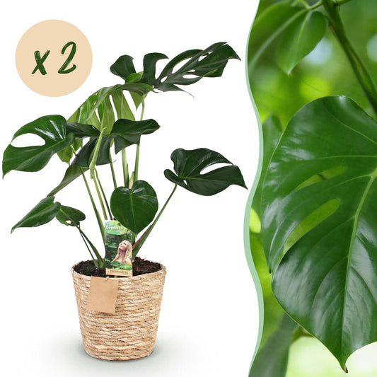 Green boutiQ - Zimmerpflanzen - Monstera Deliciosa - Fensterblatt - Pflegeleicht - mit Korb - Grün - 2 Pflanzen - Topf 17cm - Höhe 50-55cm 