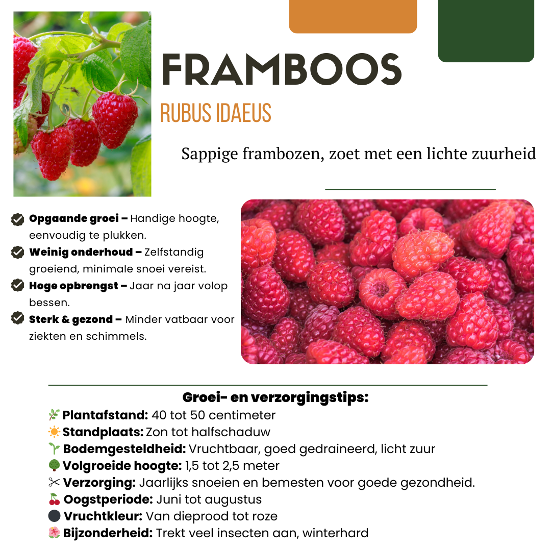 BIO Obstpflanzen Set – Himbeere, Johannisbeere, Blaubeere, Brombeere – 4 Sorten – Biologisches Fruchtparadies Paket – Pflegeleicht & Fruchtreich