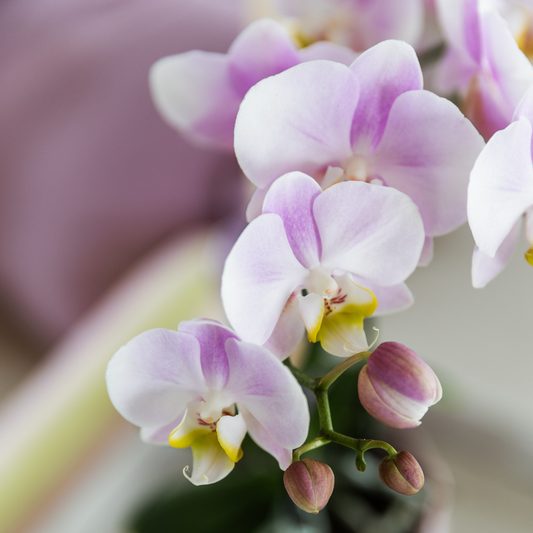 Sukkulente mit Rosa Phalaenopsis Orchidee – Simplicity Keramiktöpfe Rosa auf Bambusplatte – Dekoratives Pflanzenarrangement – Geschenkidee 