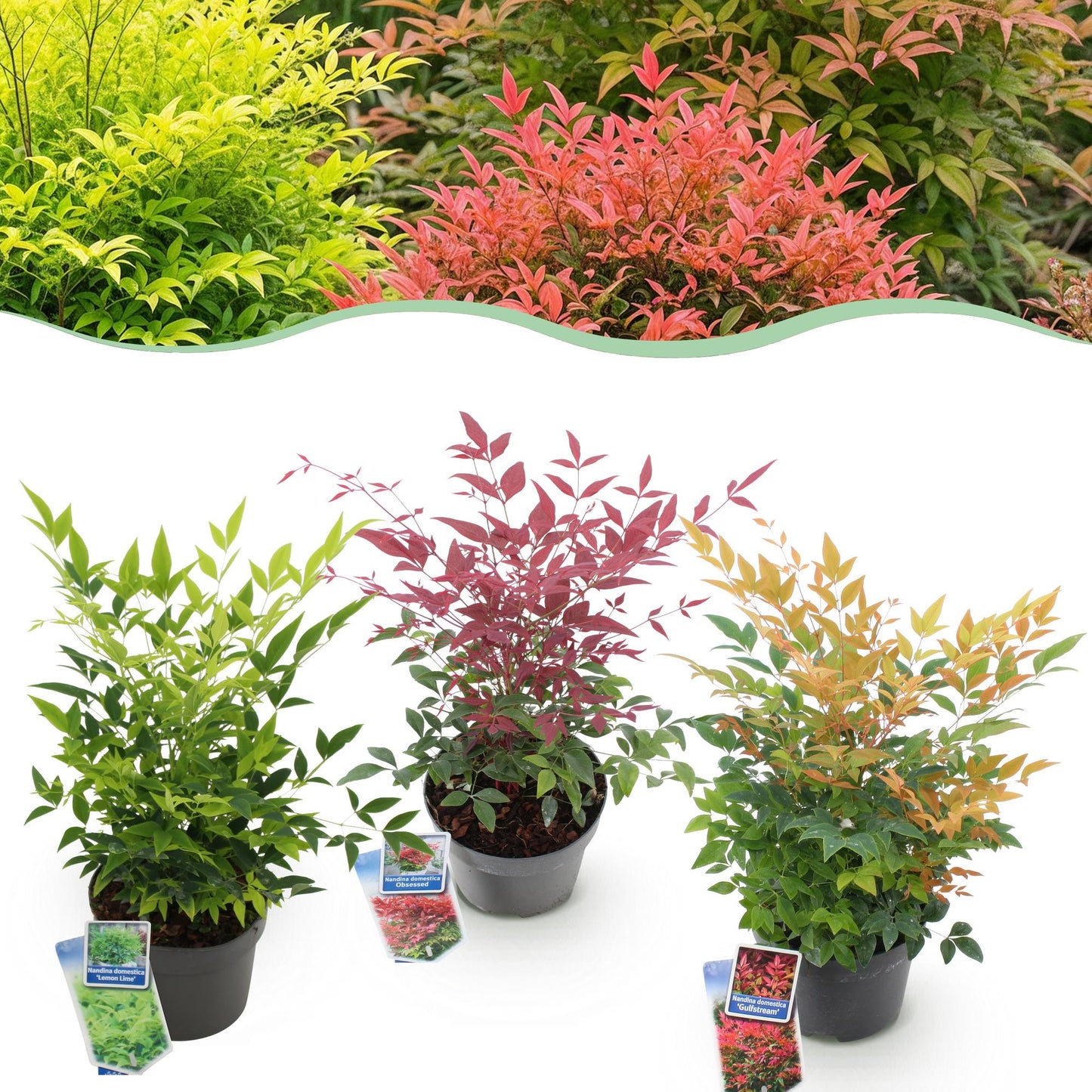 GreenboutiQ - Gartenpflanze - Nandina Tricolour - Gelb & Rot & Orange - 3 Pflanzen - Immergrün - Wenig Pflege - Topf 17cm Höhe 45cm 