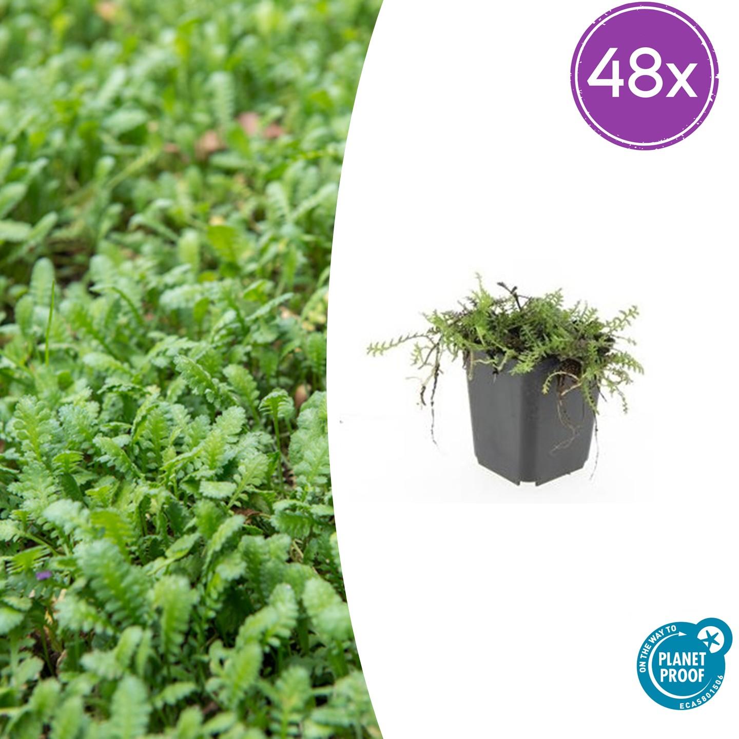 Leptinella squalida – 48 Pflanzen – Immergrüner Bodendecker – 9cm – ↕10–25cm – Feingliedrige Polsterpflanze für schattige & feuchte Gartenbereiche – Pflegeleicht & winterhart 