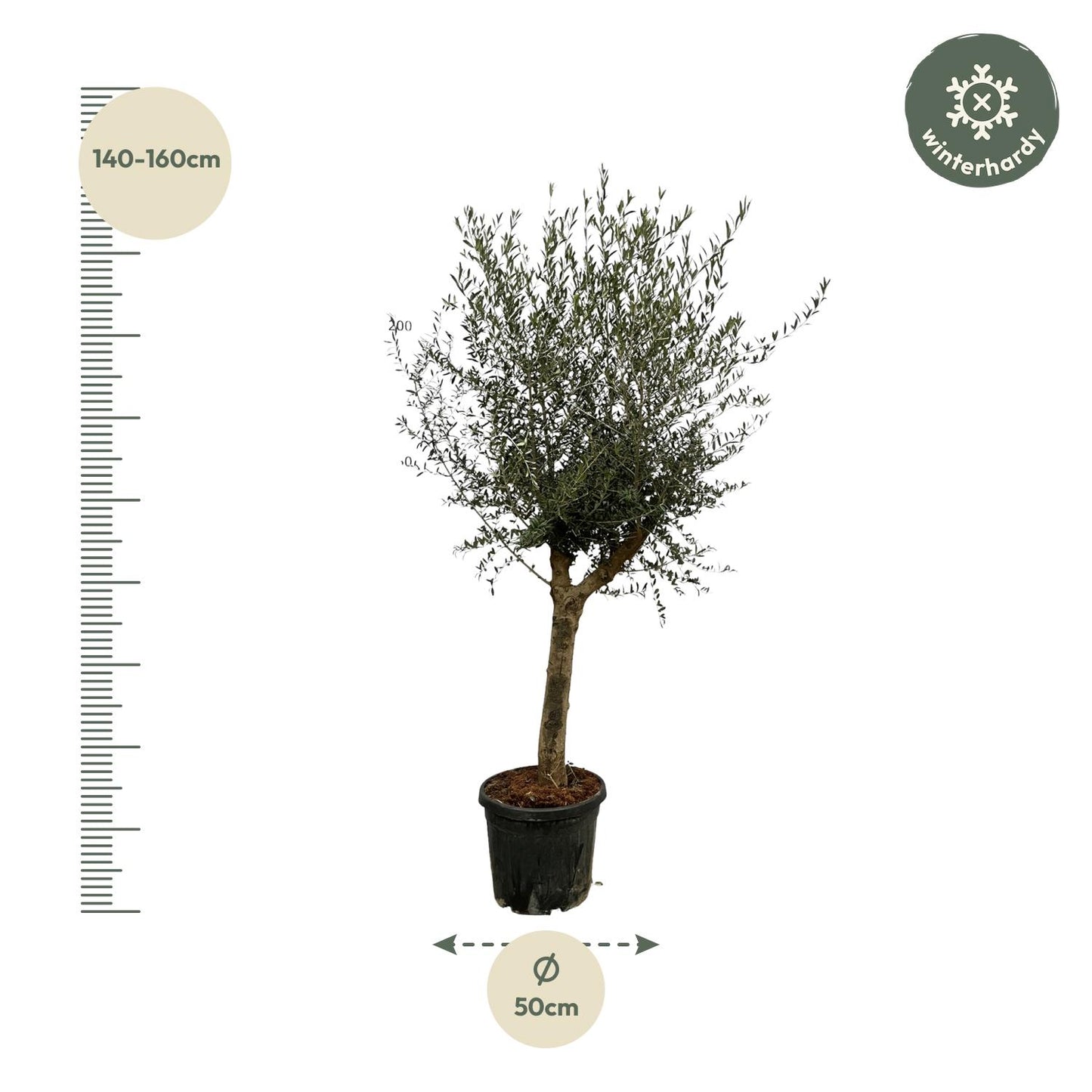 Olivenbaum - Olea Lorc - Zimmerpflanze - 200 cm - Ø45cm
