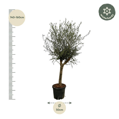 Olivenbaum - Olea Lorc - Zimmerpflanze - 200 cm - Ø45cm