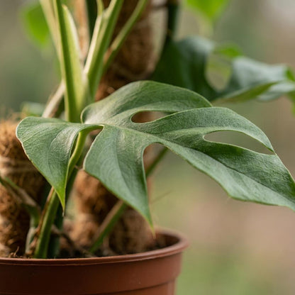 Green boutiQ - Zimmerpflanze - Mini-Fensterblatt - Monstera Minima Moosstab - Grün - Pflegeleicht - 1 Pflanze - Topf 19cm - Höhe 90cm 