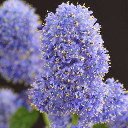 Kalifornischer Flieder Ceanothus thyrsiflorus Repens Ø19cm Höhe90cm – Immergrüner Zierstrauch mit blau-lila Blüten – Winterhart für Garten Balkon & Terrasse 
