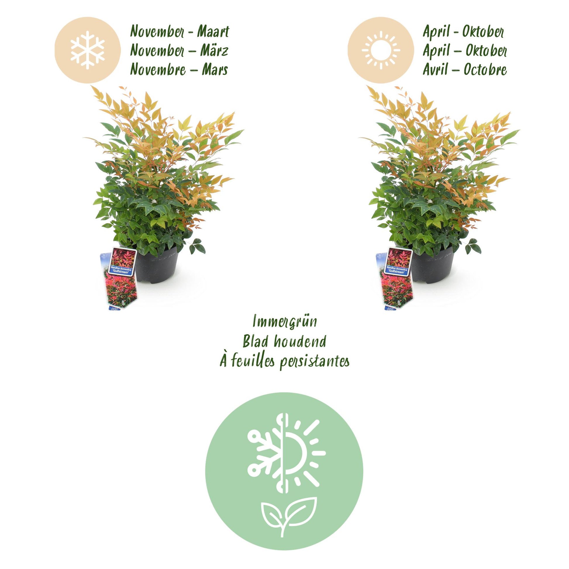 GreenboutiQ - Gartenpflanze - Nandina Gulfstream - Orange - 1 Pflanze - Immergrün - Pflegeleicht - Topf 17cm Höhe 45cm 