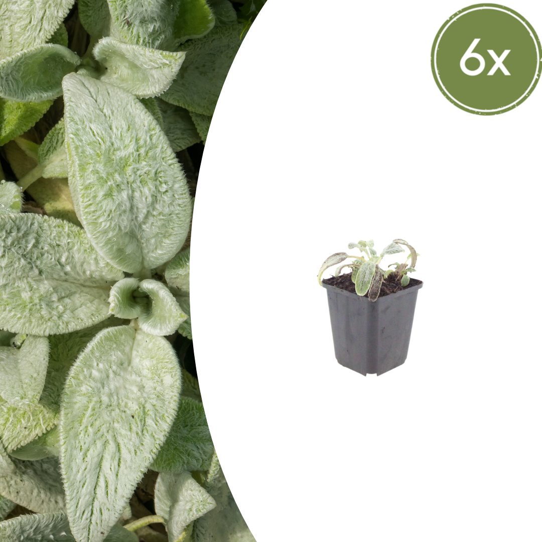 Stachys byzantina Silver Carpet – 6 Pflanzen – Ø9cm – Höhe 10-25cm – Winterharte Bodendecker Staude – Silberlaub – Trockenheitsresistent für Beet & Steingarten