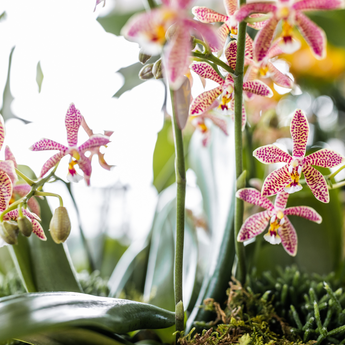 Kolibri Orchideen | orangefarbene Phalaenopsis-Orchidee – Spider – Topfgröße Ø9 cm | blühende Zimmerpflanze – frisch vom Züchter 