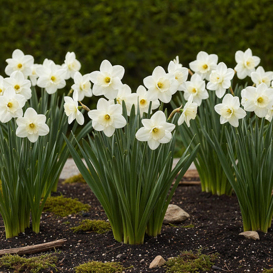 GreenboutiQ - Blumenzwiebeln - Narcis Mount Hood - Farbe Weiß - 15 Stück - Zwiebelgröße 10/12 - XXL Pack 