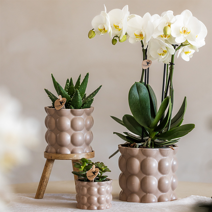 Kolibri Orchids | Pflanzenset Cotton Sand | Grüne Pflanzen mit Weißer Phalaenopsis-Orchidee Ghent in Keramischen Ziertöpfen 