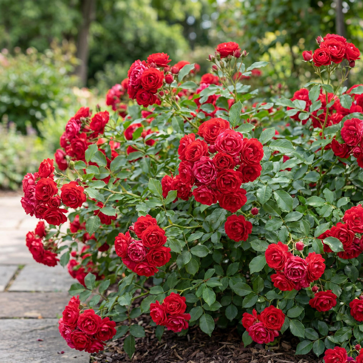 Green boutiQ - Garten Rose - Rosa Rote The Fairy - Rose - Winterhart - Rot - 1 Pflanze - Topf 12cm - Höhe 20-25cm 