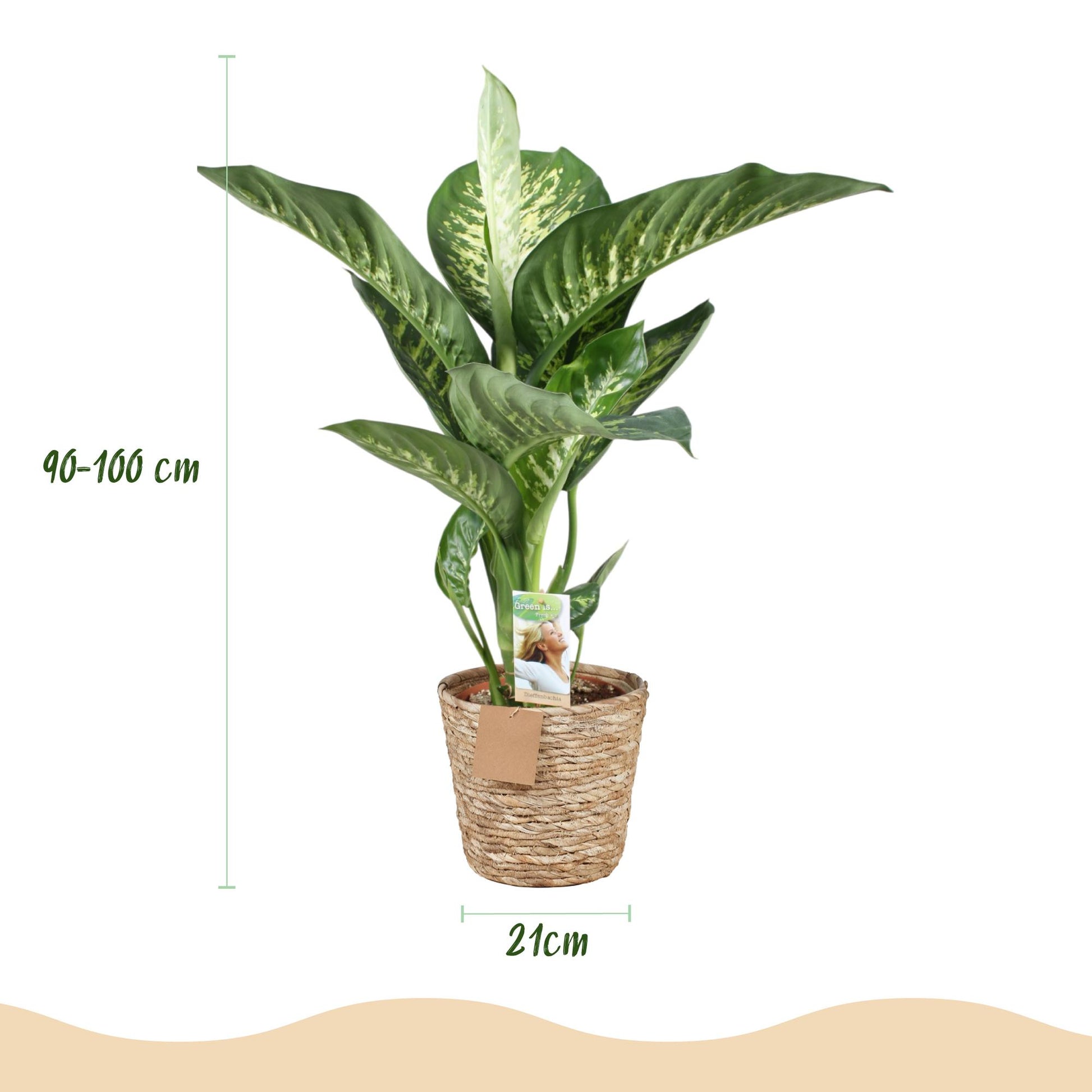 Green boutiQ - Zimmerpflanzen - Diefenbachia Tropic Snow - Dieffenbachia - Wenig Pflege - mit Korb - Bunt - 1 Pflanze - Topf 21cm - Höhe 90-100cm 
