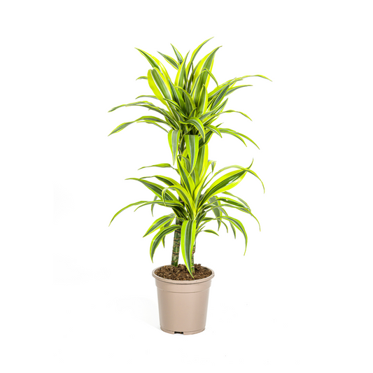 Drachenbaum - Dracaena Deremensis Lemon Lime - Zimmerpflanze - Ø19cm - ↕70 - 90cm