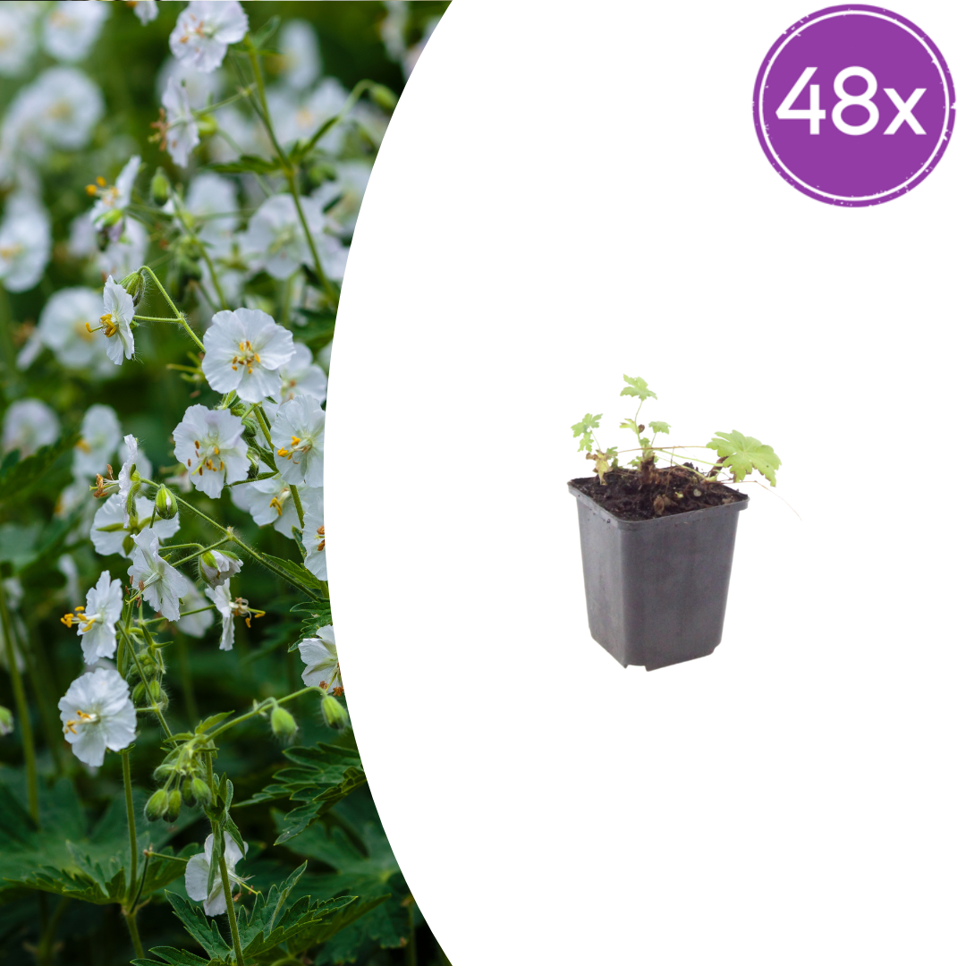Geranium macrorrhizum White Ness – 48 Pflanzen – Ø9cm – Höhe 10-25cm – Winterharter Bodendecker mit weißen Blüten für Beet, Unterpflanzung & Flächenbegrünung