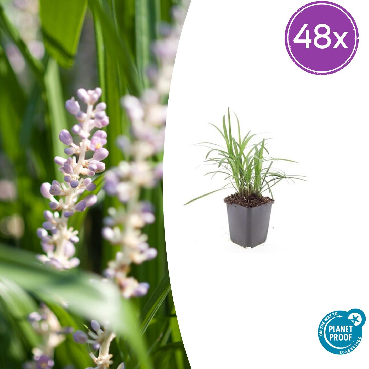 Liriope muscari 'Monroe White' – 48 Pflanzen - Immergrüne Staude – 9cm – ↕10–25cm – Weißblühende Bodendeckerpflanzen – Winterhart & pflegeleicht – Für Sonne & Schatten 