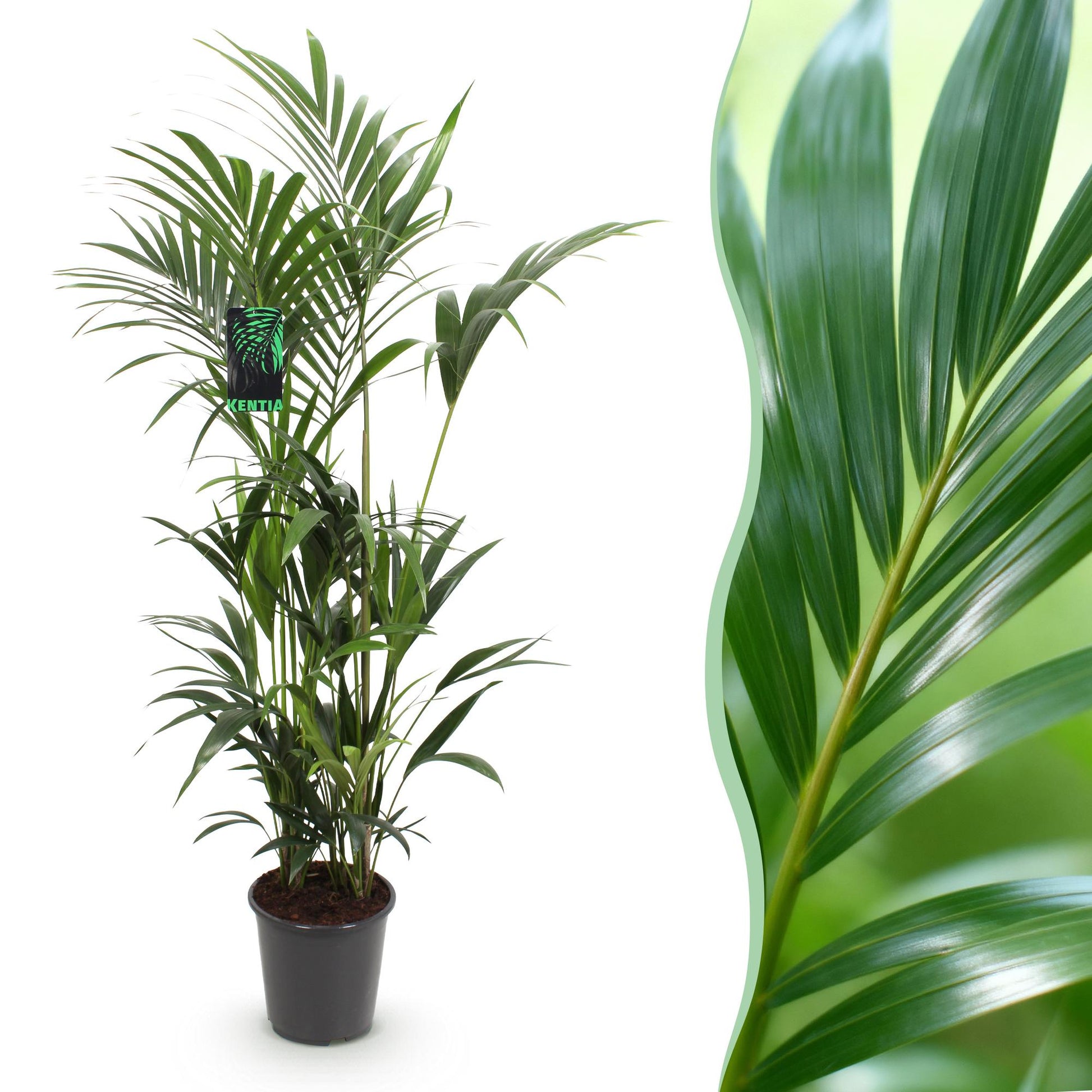 Howea Forsteriana – Kentia-Palme – 160–170cm – 27cm – Pflegeleichte, elegante Zimmerpalme mit fiederartigen Wedeln – Tropisches Highlight für Wohn- und Arbeitsbereiche 