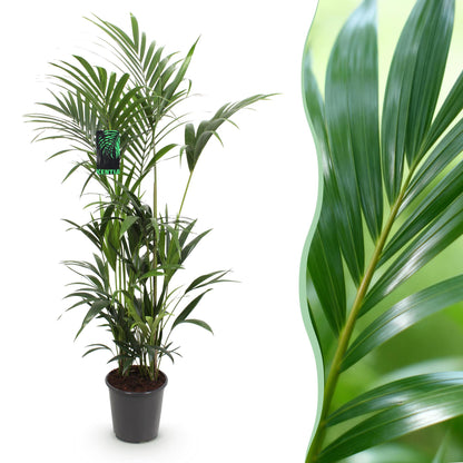 Howea Forsteriana – Kentia-Palme – 160–170cm – 27cm – Pflegeleichte, elegante Zimmerpalme mit fiederartigen Wedeln – Tropisches Highlight für Wohn- und Arbeitsbereiche 