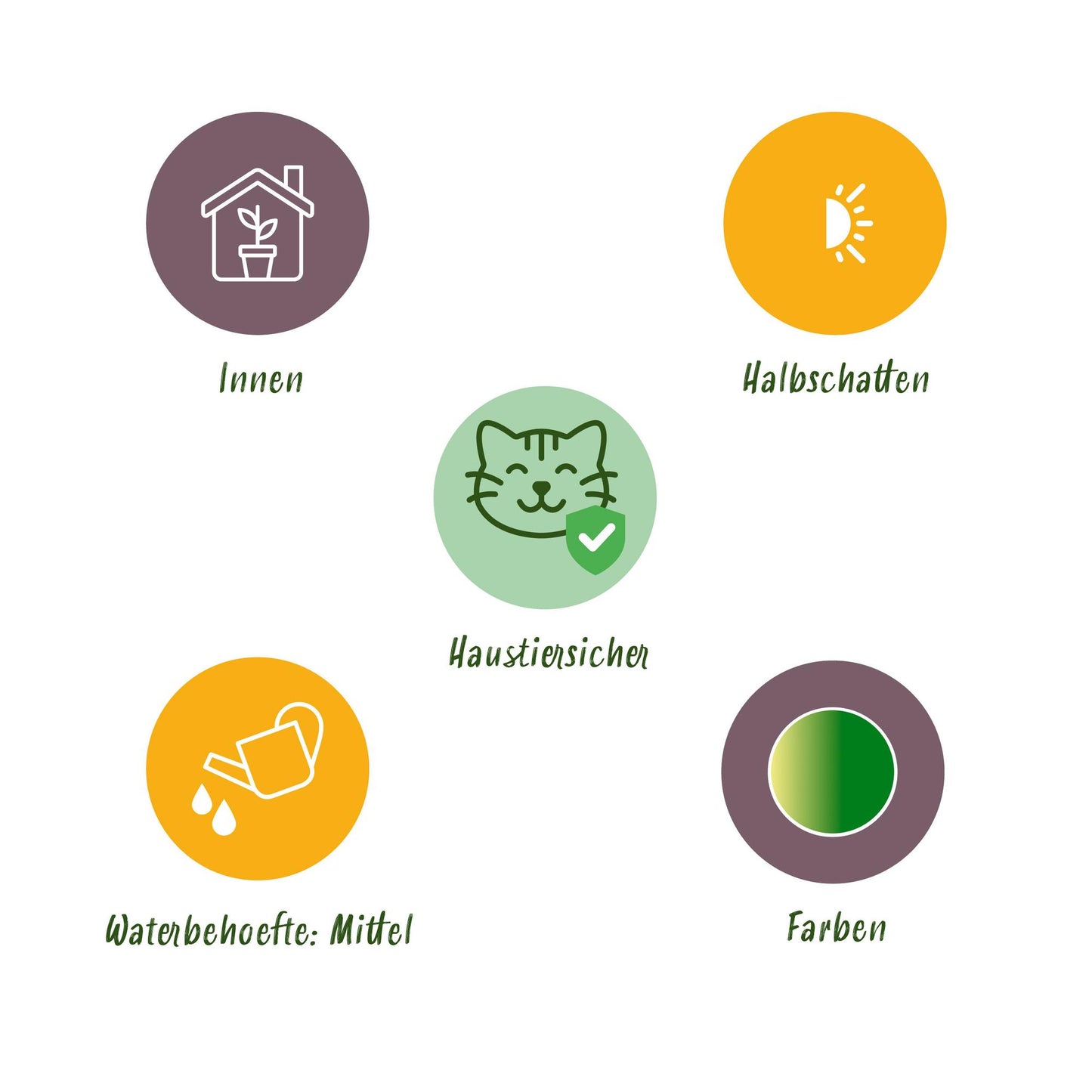 Green boutiQ - Zimmerpflanze - Chlorophytum comosum Bonnie - Lockige Graslilie - Haustierfreundliche Pflanze - Grün - 1 Pflanze - mit Potter Grau - Topf 12cm - Höhe 20cm 