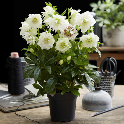 GreenboutiQ - Gartenpflanze - Lenten Rose - Helleborus orientalis Double Ellen White - Weiße Blume - 1 Pflanze - Immergrün - Topf 14cm Höhe 35cm 